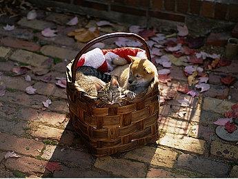 《堡垒之夜》不再支持Windows 7和Windows 8系统